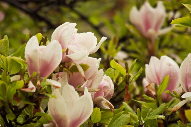 Mooie bloeiende planten in Praag Park in het voorjaar - Foto, afbeelding