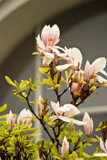 Krásné kvetoucí rostliny v Praze parku na jaře - Fotografie, Obrázek