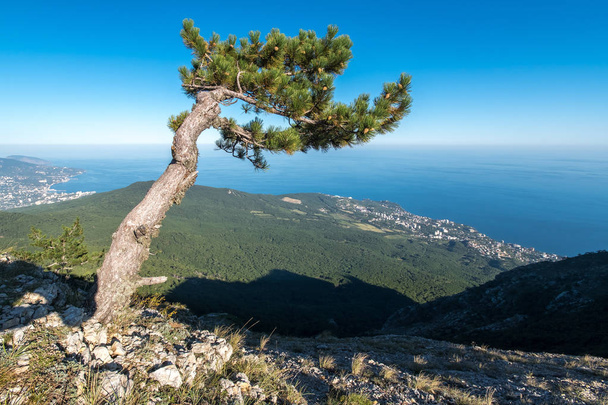 Pine growing on the Ai-Petri plateau - Φωτογραφία, εικόνα
