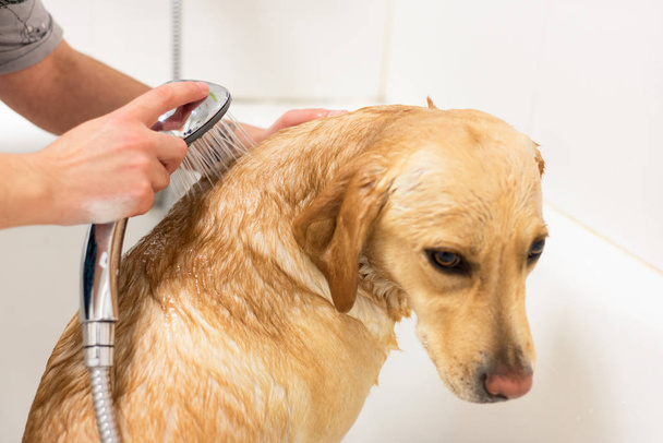 Labrador retriever tomando un baño
. - Foto, imagen
