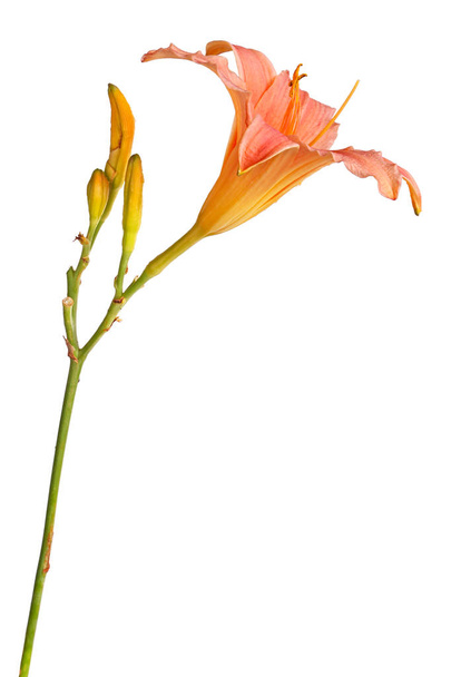 Vista lateral de um único caule com uma flor diurna rosa e amarela (híbrido Hemerocallis) mais botões não abertos isolados contra um fundo branco
 - Foto, Imagem