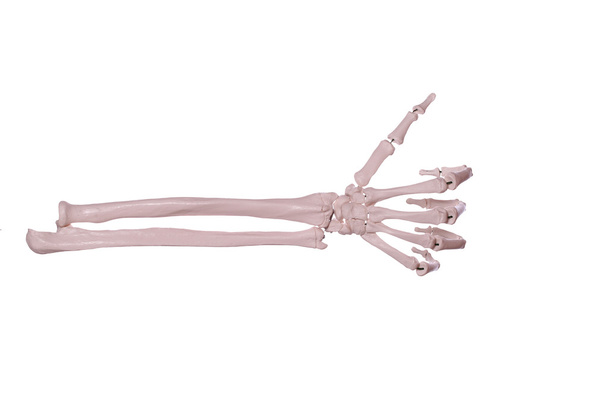 Zähle 1 - Hand der Knochen - Foto, Bild