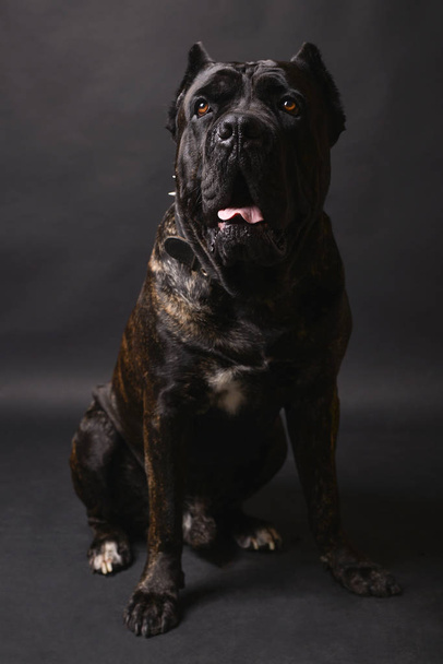 Big dog bodyguard of breed to Cana-korso. - Фото, зображення