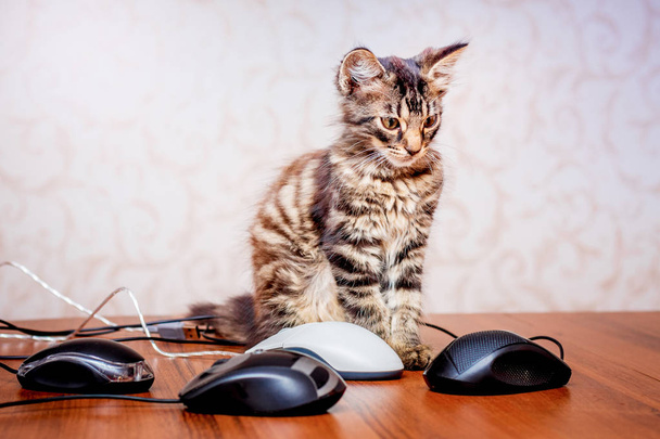 Bilgisayar faresi tarafından çevrili küçük şeritli yavru kedi. Modern ve gelişmiş teknolojileri - Fotoğraf, Görsel