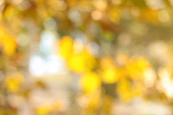 Niewyraźne widoku drzewa w słoneczny jesienny dzień - Zdjęcie, obraz