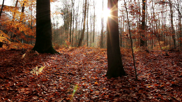 Outono temporada fundo na floresta
 - Filmagem, Vídeo