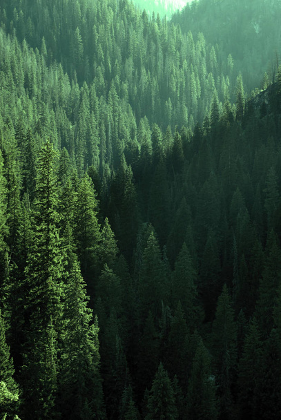 Pine forest trees in mountains and wilderness - Foto, Imagen
