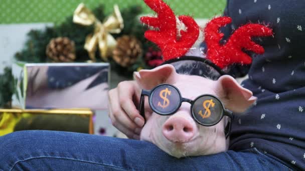 Ein Mädchen hält auf Knien ein Schwein mit weihnachtlichen Hirschhörnern und Sonnenbrille - Filmmaterial, Video