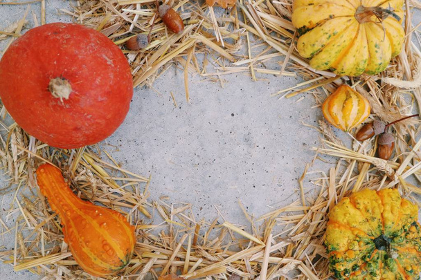 varias calabazas frescas cosechadas en heno en marco redondo
 - Foto, Imagen
