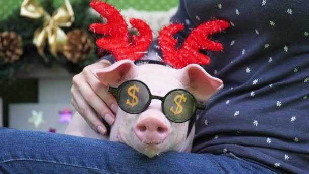 Девушка держит на коленях свинью с рождественскими рогами и в солнечных очках
 - Кадры, видео