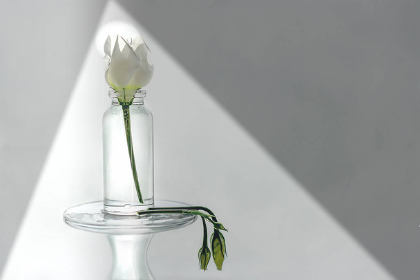 A rose flower stands in a small bottle of water, and wilted buds lie next to it. - Foto, Bild