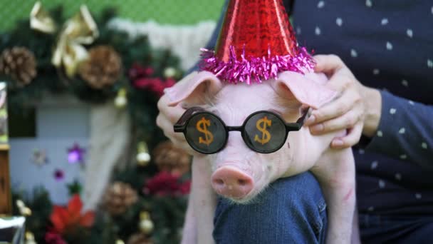 Ein Mädchen hält auf Knien ein Schwein mit weihnachtlichen Hirschhörnern und Sonnenbrille - Filmmaterial, Video