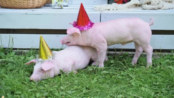 zwei süße junge Schweine mit Weihnachtsmütze auf einem grünen Gras. - Filmmaterial, Video