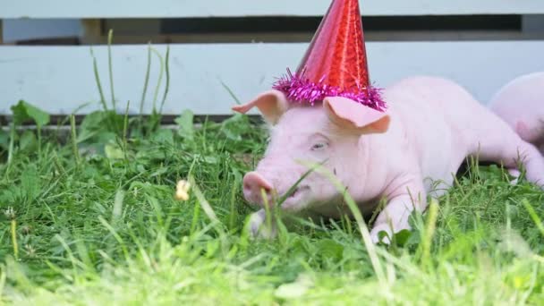 ein süßes junges Schwein mit Weihnachtsmütze auf grünem Gras. - Filmmaterial, Video