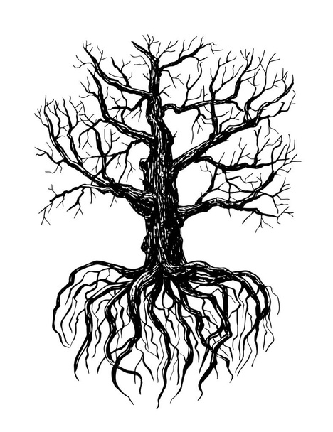 Ilustración dibujada a mano de un árbol desnudo con raíz sobre fondo blanco
. - Vector, Imagen