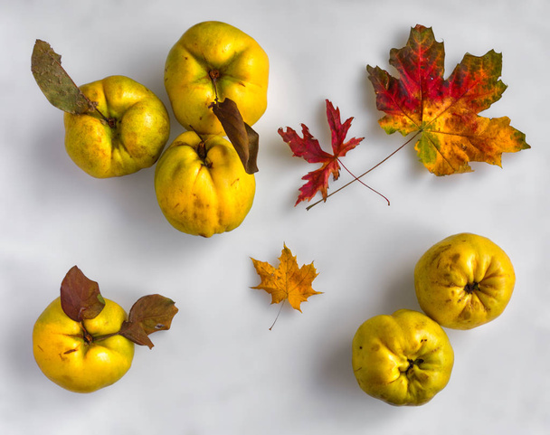  naturaleza muerta con membrillo, hoja de otoño. vitaminas. cosecha de fruta madura
. ,  . .   . - Foto, imagen