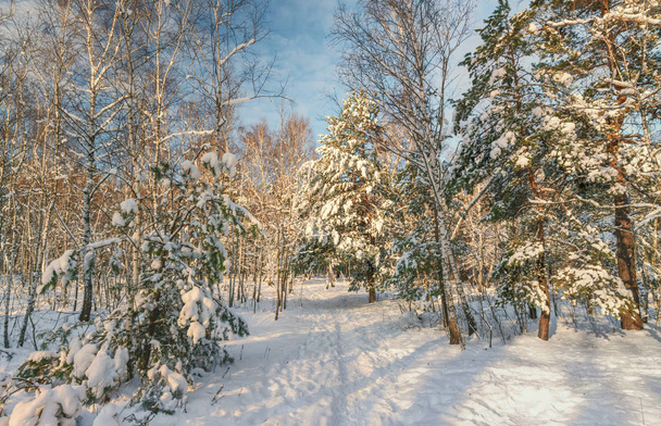 séta a havas erdőben. hó. téli. hidegen. - Fotó, kép