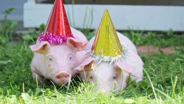 Dos lindos cerdos jóvenes con gorra de navidad en una hierba verde
. - Metraje, vídeo
