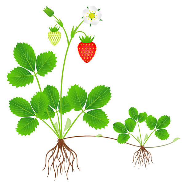 Aardbeien planten met wortels, bloemen, vruchten en dochter plant. - Vector, afbeelding