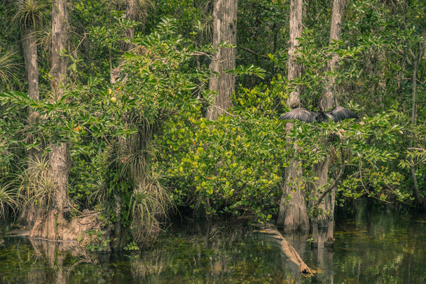 Scenic Drive Cypress National Preserve, Everglades National Park, Florida, USA - July 18, 2018: Black bird drying its wings perched on a branch in a lagoon - Photo, Image