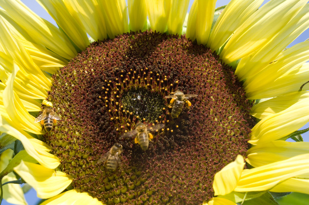 гарний жовтий соняшника
 - Фото, зображення