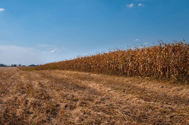 corn field on a background of blue sky for your design - Foto, afbeelding