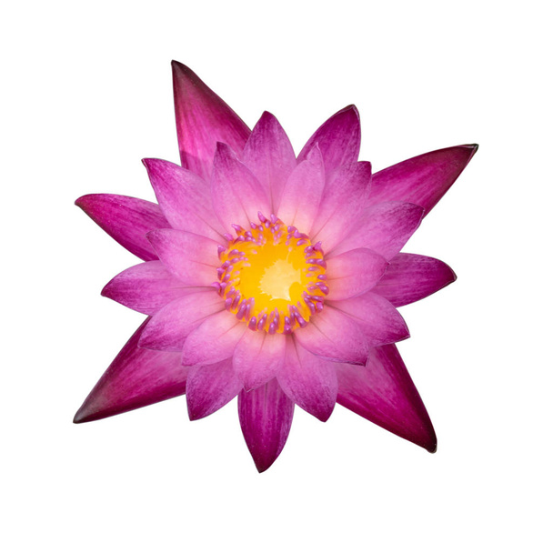 top view of pink waterlily flower isolated on white background w - Photo, Image