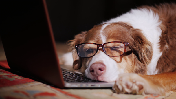 Un cane con gli occhiali dorme vicino a un portatile. Concetto di sovraccarico sul lavoro
 - Filmati, video