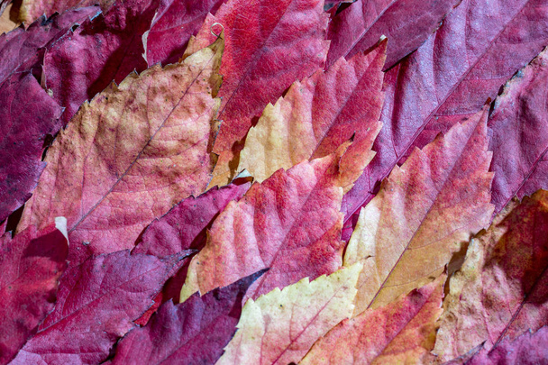 Close up, fallen autumn red maple leaves - Photo, Image