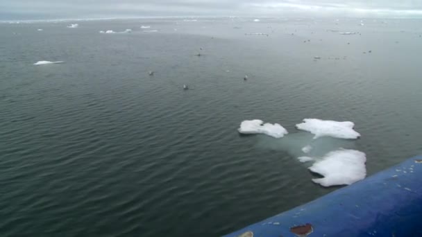 Amplio tiro de hielo marino derretido con gaviotas en el Océano Ártico
 - Imágenes, Vídeo