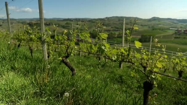 Βίντεο από την χώρα κρασιού τηγάνι - Πλάνα, βίντεο