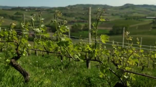 Βίντεο από την χώρα κρασιού - Πλάνα, βίντεο