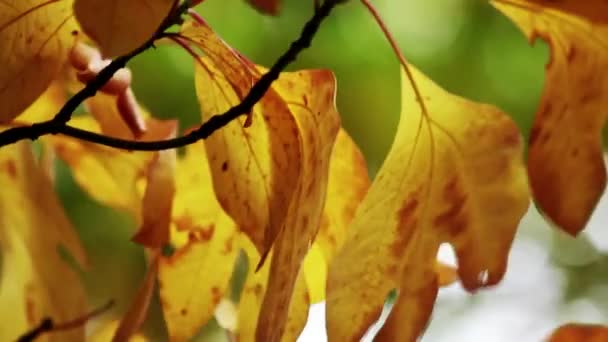 hojas amarillas soplando en el viento en el otoño
 - Metraje, vídeo