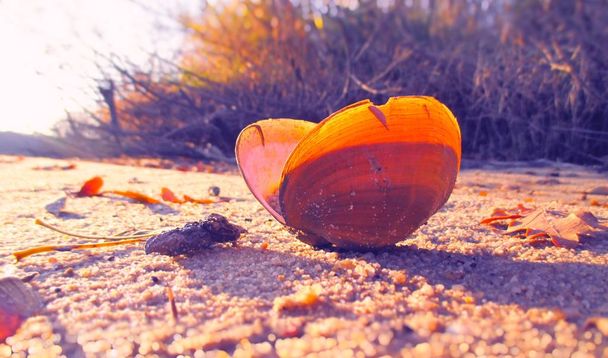 Shell sulla spiaggia - Foto, immagini