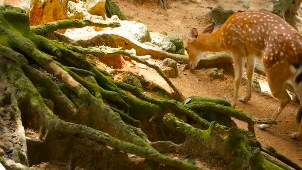 Přírodní scéna. Mladá ladem Vidloroh, volně žijící savec zvíře v lese-okolí. Skvrnitý, Chitals, Cheetal, osa - Záběry, video