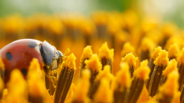 Mariquita roja con polen sobre girasol amarillo
 - Imágenes, Vídeo