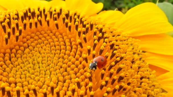 Czerwona biedronka z pyłkiem na żółty słonecznik - Materiał filmowy, wideo