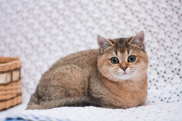 kitten kat Scottish straight, losse pluizige, dierlijke munchkin - Foto, afbeelding