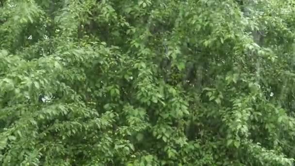 Een zware regen tegen de achtergrond van de groene bomen - Video