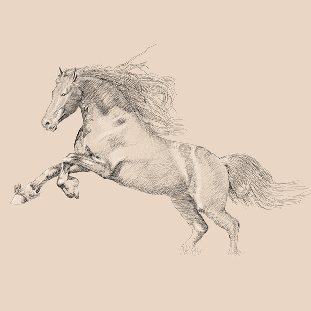 Esbozo de caballo
 - Vector, Imagen