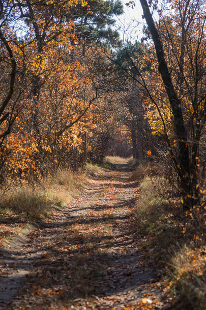 Bosque otoñal con rayos de luz cálida que iluminan el follaje dorado y el sendero que conduce a la escena. Magnífica escena otoñal en un colorido bosque. Concepto de belleza de la naturaleza. Calendario de otoño
 - Foto, Imagen