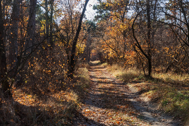 Podzimní les s paprsky teplého světla svítící zlaté listí a stezku, která vede na místo činu. Nádherné podzimní scény v barevné lese. Pojetí krásy přírody. Podzimní kalendář - Fotografie, Obrázek