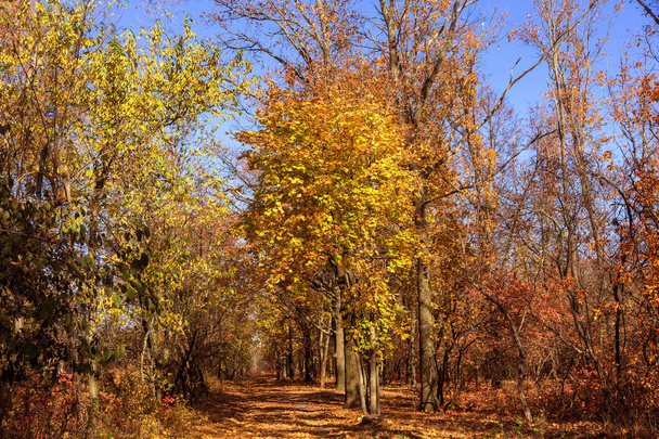 Herfst bos met warme lichtstralen verlichten de gouden gebladerte en wandelpad leidt naar de scène. Prachtige herfst scène in een kleurrijke forest. Concept van de schoonheid van de natuur. Herfst kalender - Foto, afbeelding