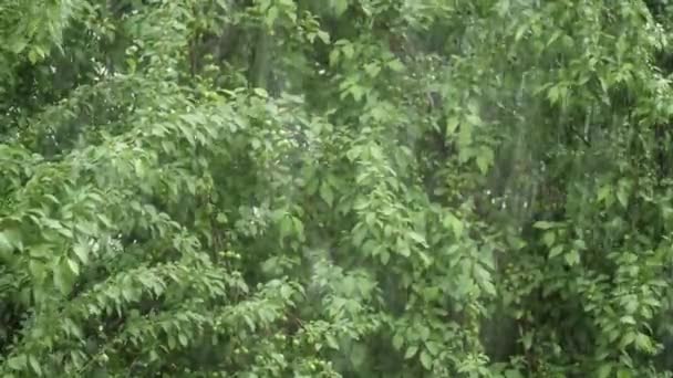 Проливной дождь на фоне зеленых деревьев
 - Кадры, видео
