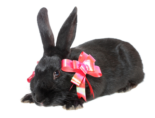 Rabbit with red bow. - Foto, Imagen