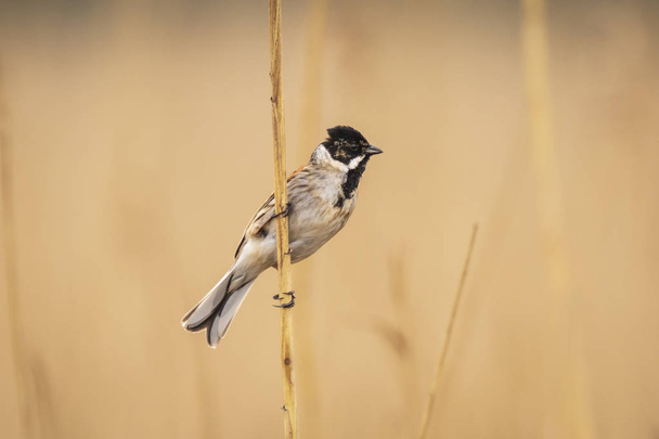Closeup of a common reed bunting bird Emberiza schoeniclus singing a song on a reed plume Phragmites australis. The reed beds waving due to strong winds in Spring season on a cloudy day. - Photo, Image