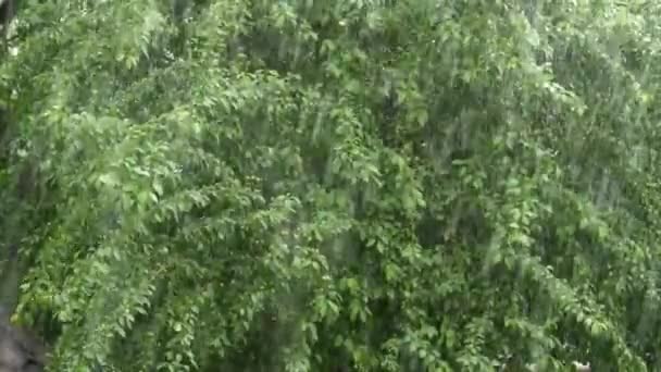 Una fuerte lluvia sobre el fondo de árboles verdes
 - Metraje, vídeo