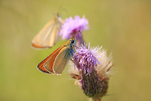 Essex skipper (Thymelicus lineola) pollinating and feeding on purple thistle flowers in a meadow during a sunny day - Photo, Image