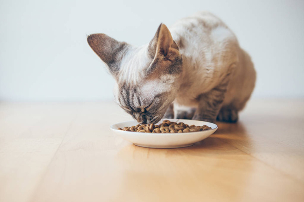 Kočka sedí na dřevěné podlaze a jíst Adult Light stravy suché krmivo s méně kalorií z desky. Vysoce kvalitní ingredience a kontrola hmotnosti vyvážený krmiv pro domácí zvířata. Selektivní fokus - Fotografie, Obrázek