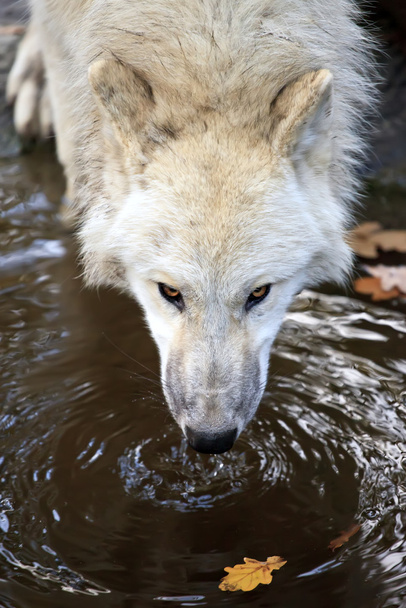 白いオオカミ飲料水 - 写真・画像